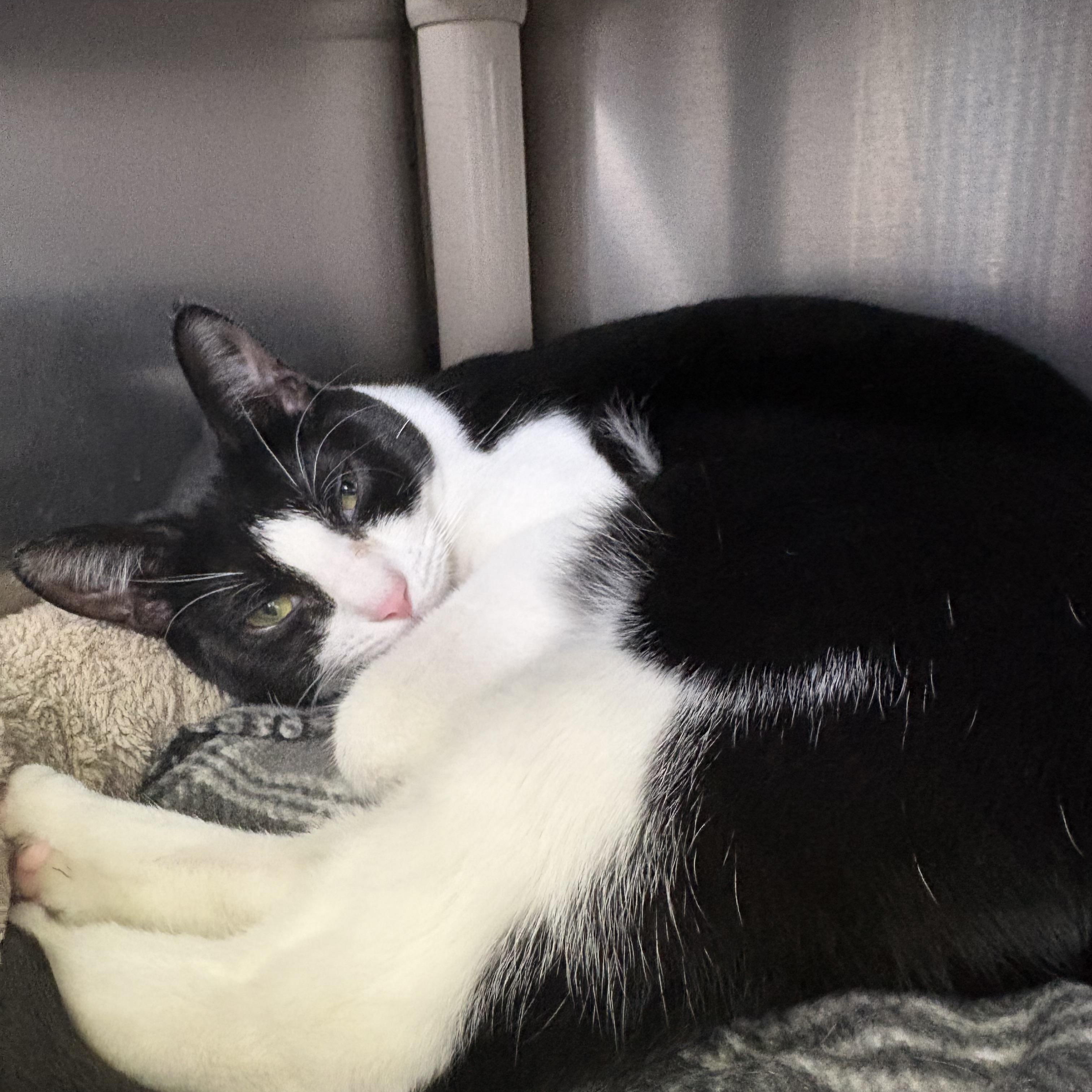 Enlarge Linzer Tart, a Adoptable Domestic Short Hair in Wantagh, NY image 1/4