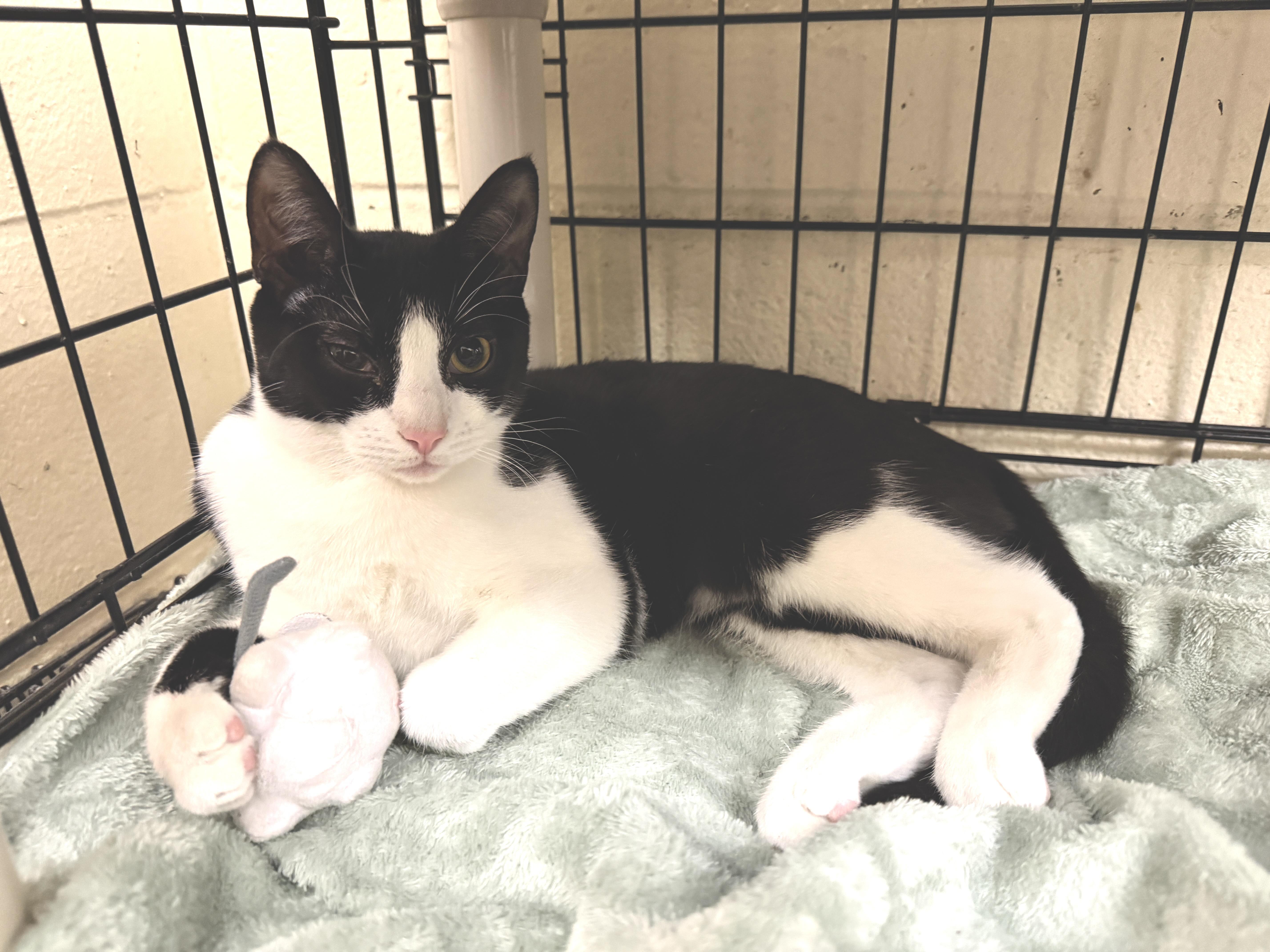 Linzer, a Adoptable Domestic Short Hair in Plainview, NY image 1/5