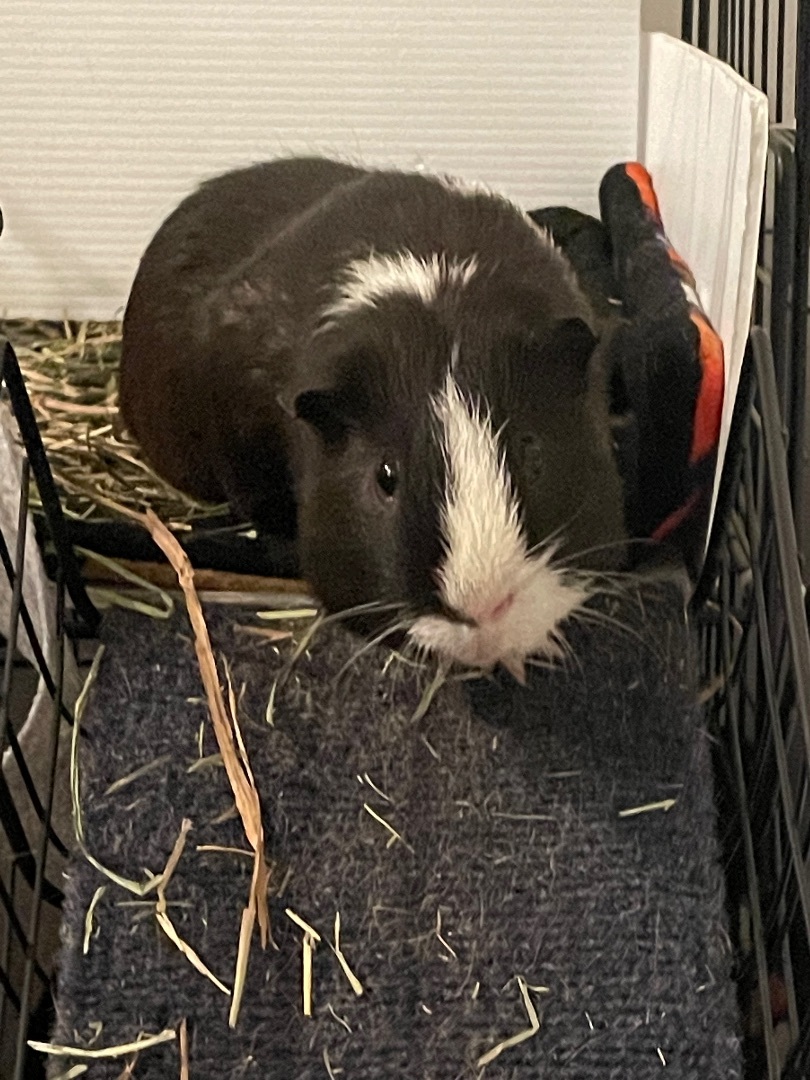 Zippy, Adoptable, Adult Male Guinea Pig.