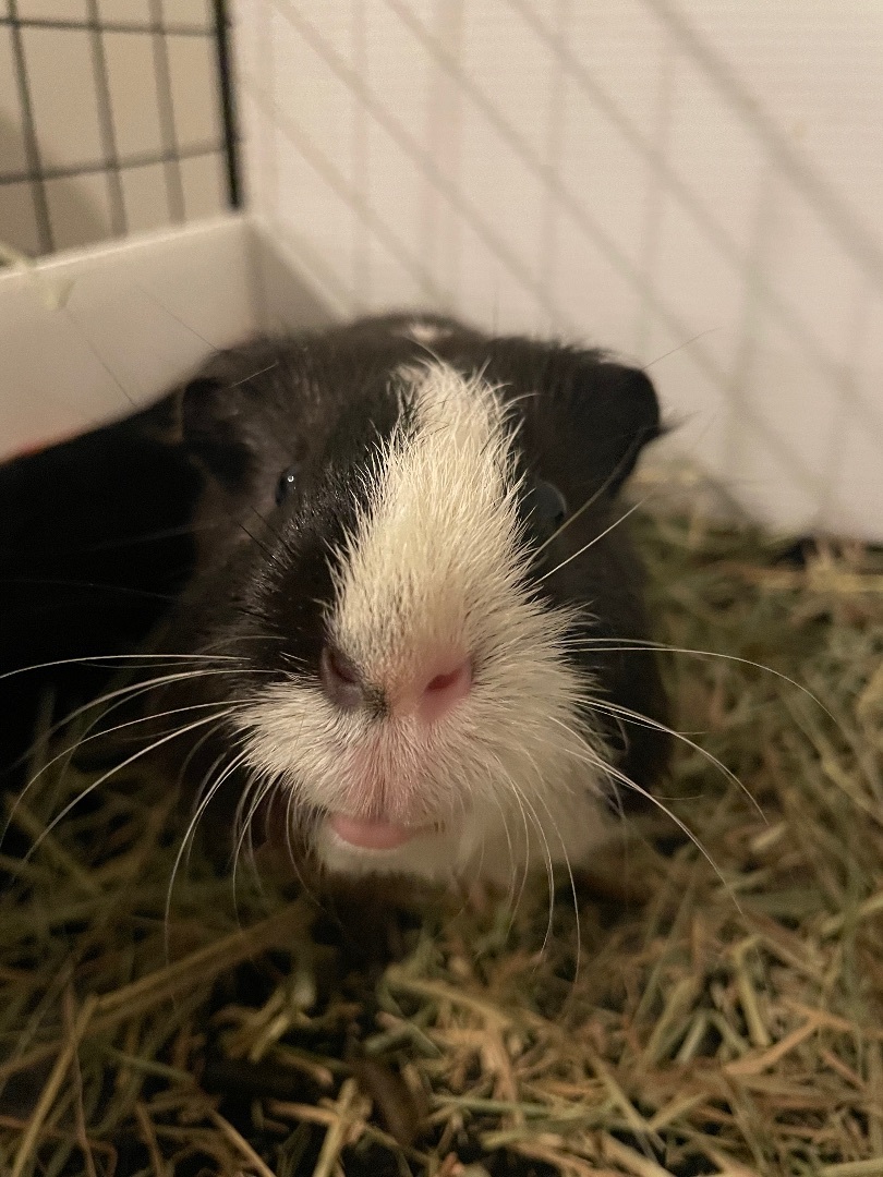 Zippy, a Adoptable Guinea Pig in Highland Mills , NY image 2/10