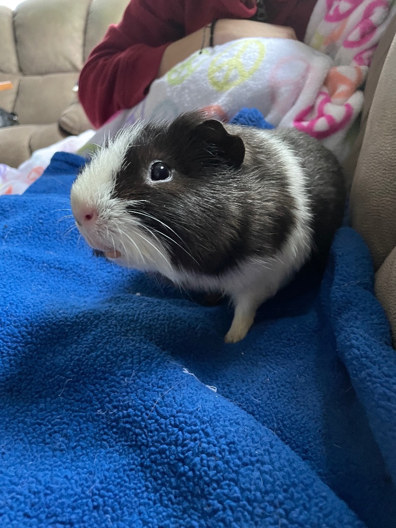 Zippy, a Adoptable Guinea Pig in Highland Mills , NY image 3/10