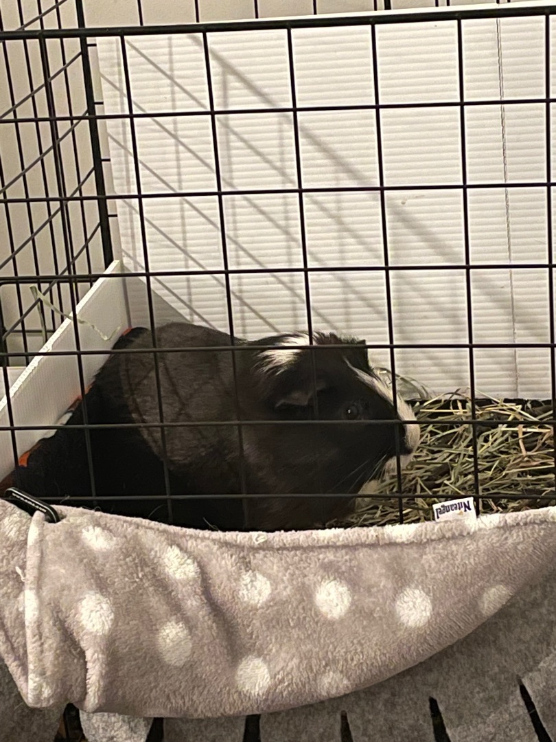 Zippy, a Adoptable Guinea Pig in Highland Mills , NY image 4/10
