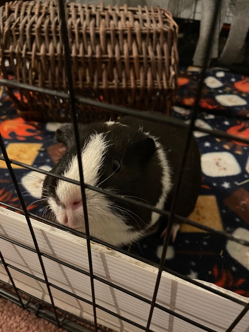 Zippy, a Adoptable Guinea Pig in Highland Mills , NY image 5/10