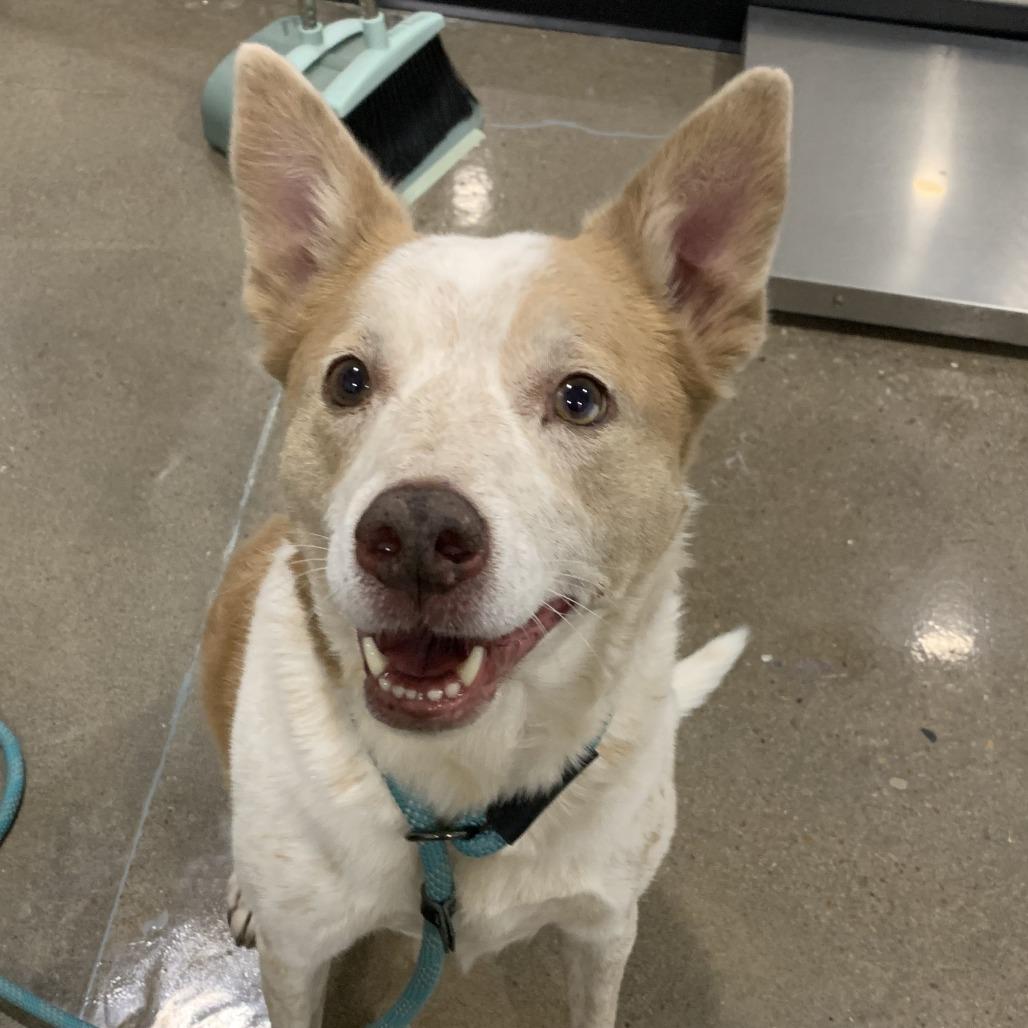 Lady Gaga (Kali), a Adoptable Cattle Dog in Washburn, MO image 1/2