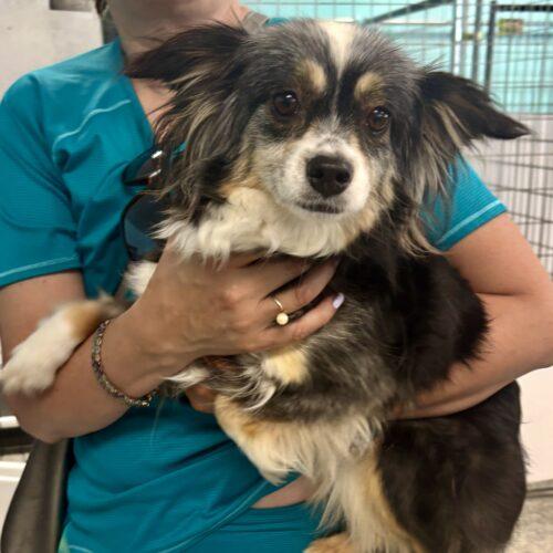 Pepper, Adoptable, Adult Female Australian Shepherd.