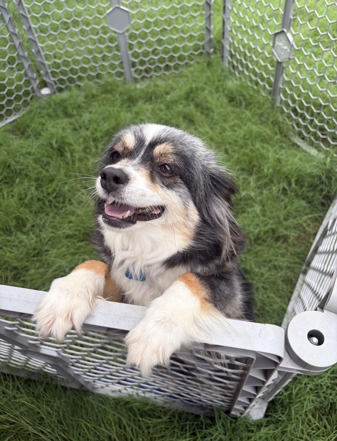 Pepper, a Adoptable Australian Shepherd in Broken Arrow, OK image 2/2