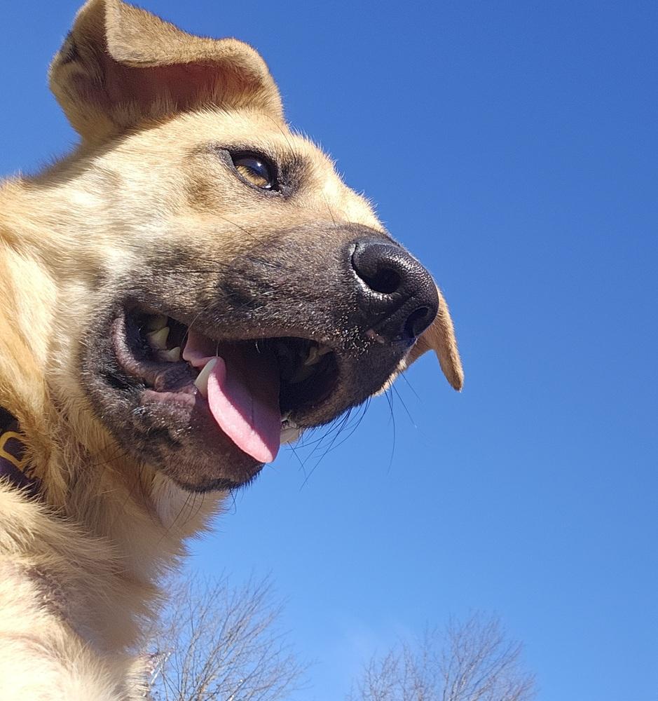 Enlarge Brook, a Adoptable mixed breed in Youngsville, NC image 2/5