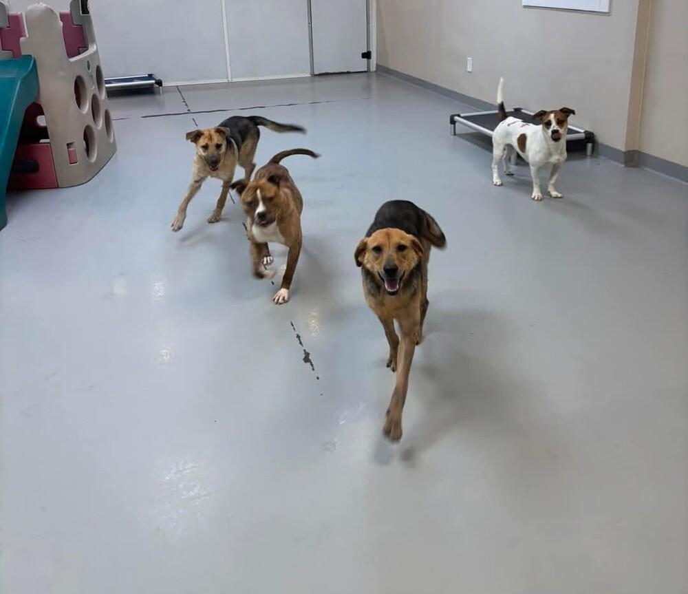 Enlarge Brook, a Adoptable mixed breed in Youngsville, NC image 3/5