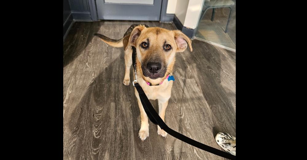 Enlarge Brook, a Adoptable mixed breed in Youngsville, NC image 4/5