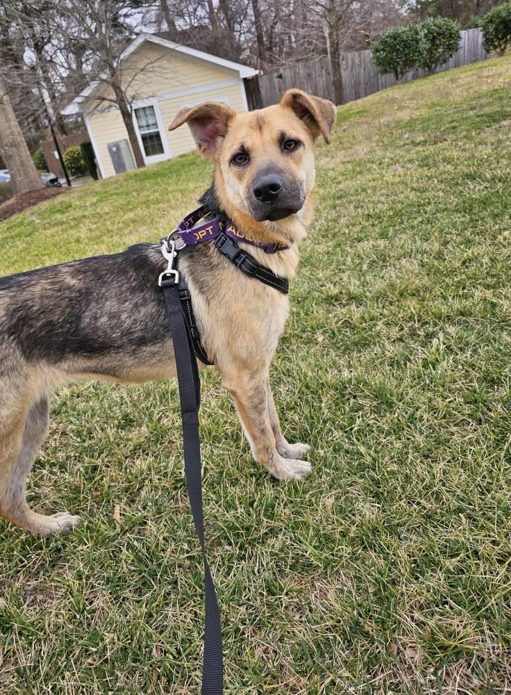 Enlarge Brook, a Adoptable mixed breed in Youngsville, NC image 5/5