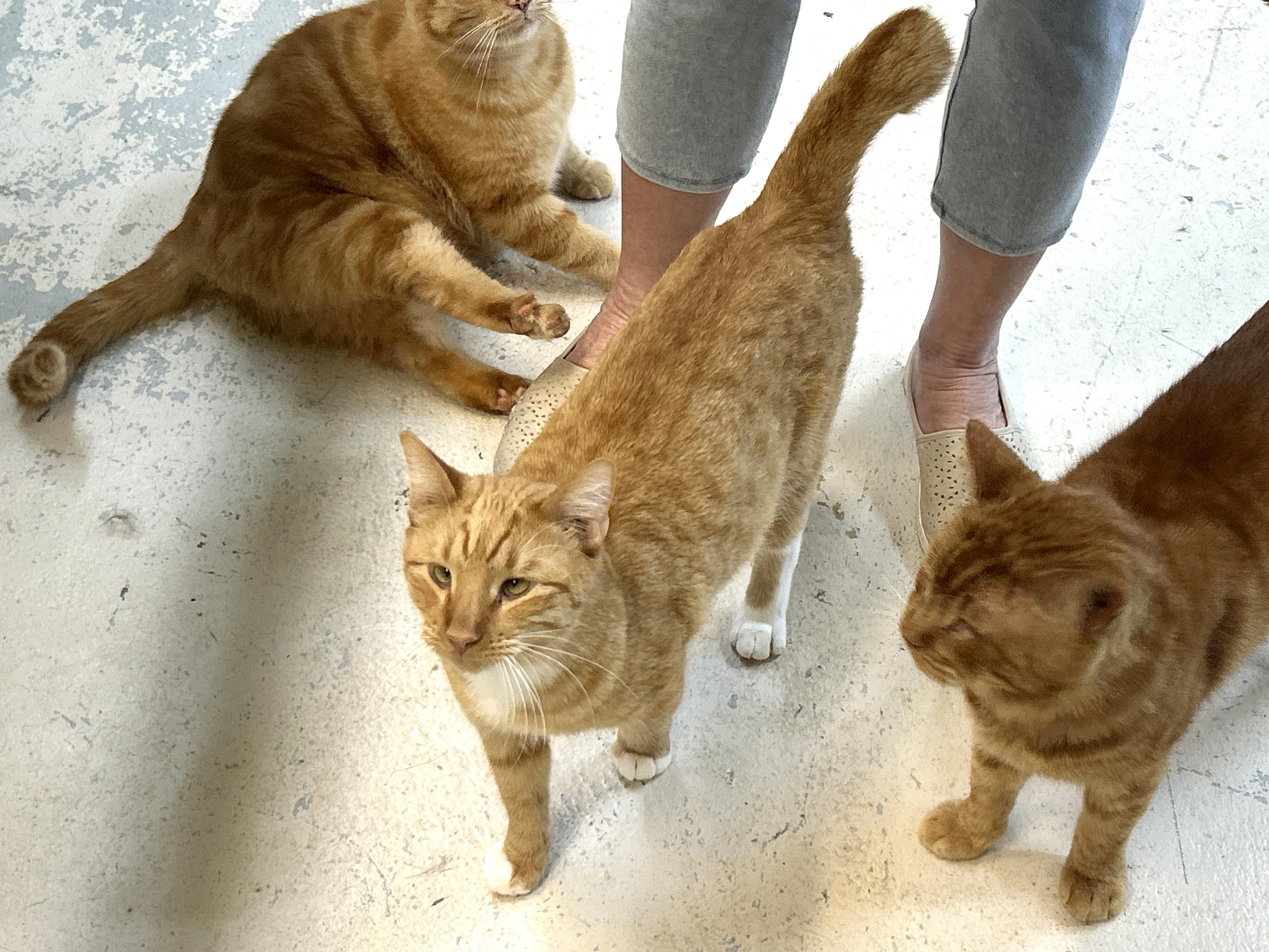 Enlarge Short Rib, a Adoptable mixed breed in Marble Falls, TX image 3/4