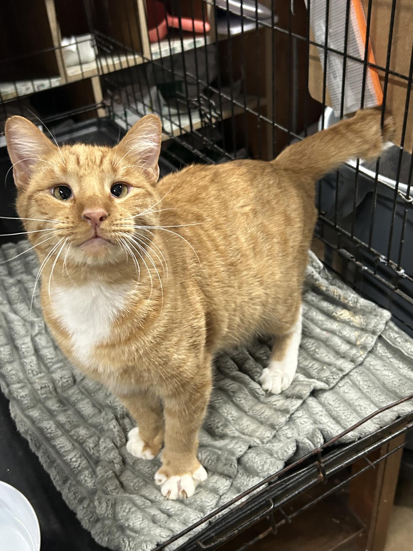Short Rib, Adoptable, Adult Male American Shorthair & Siamese.