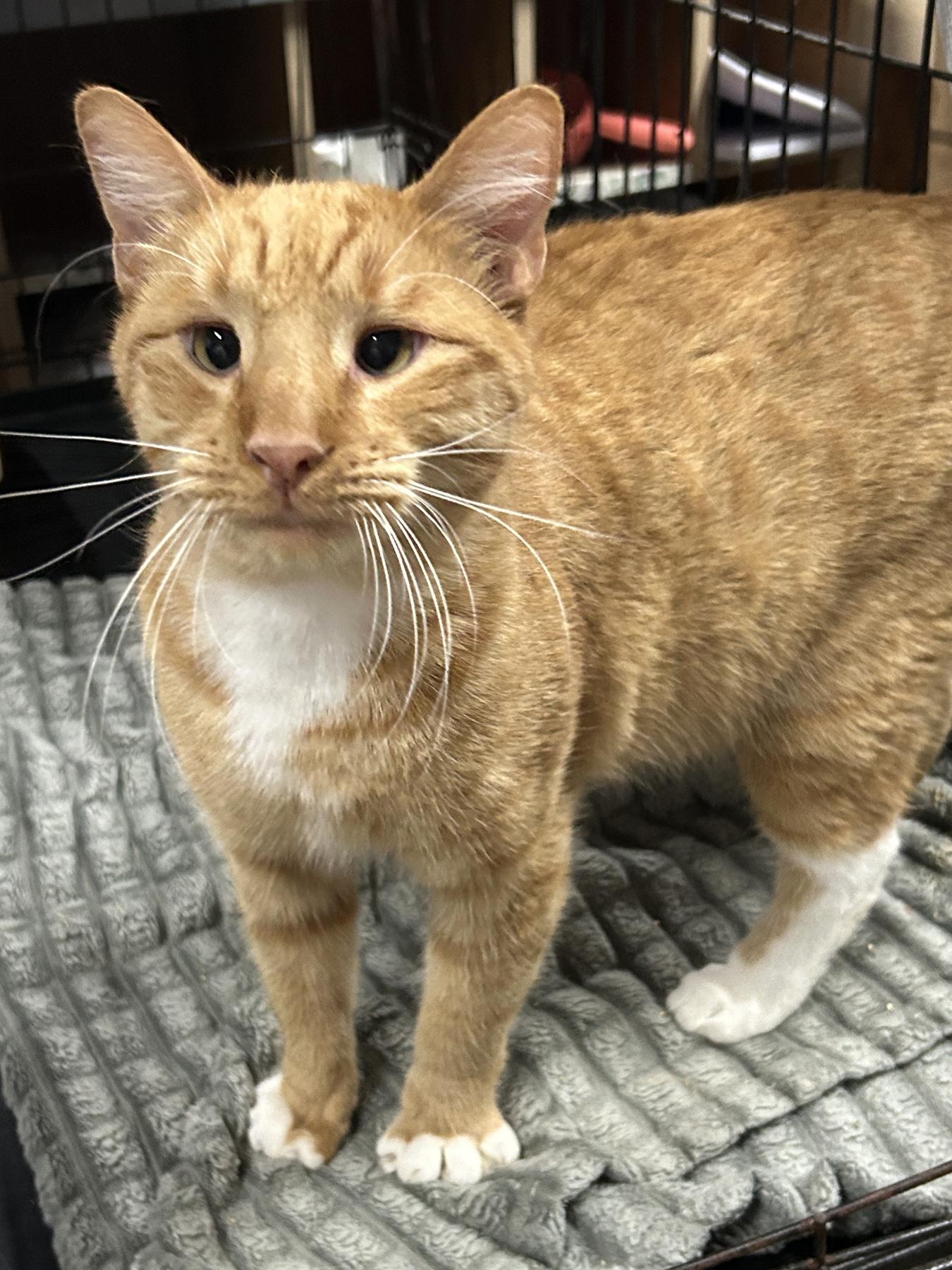 Enlarge Short Rib, a Adoptable mixed breed in Marble Falls, TX image 2/4