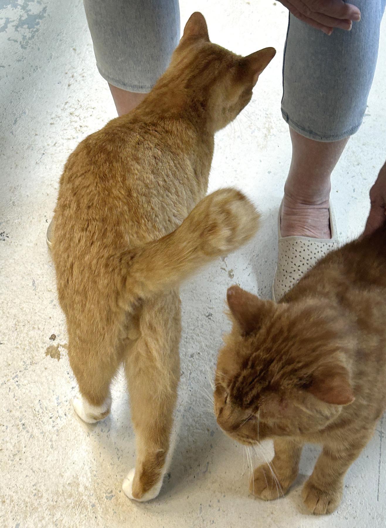 Enlarge Short Rib, a Adoptable mixed breed in Marble Falls, TX image 4/4