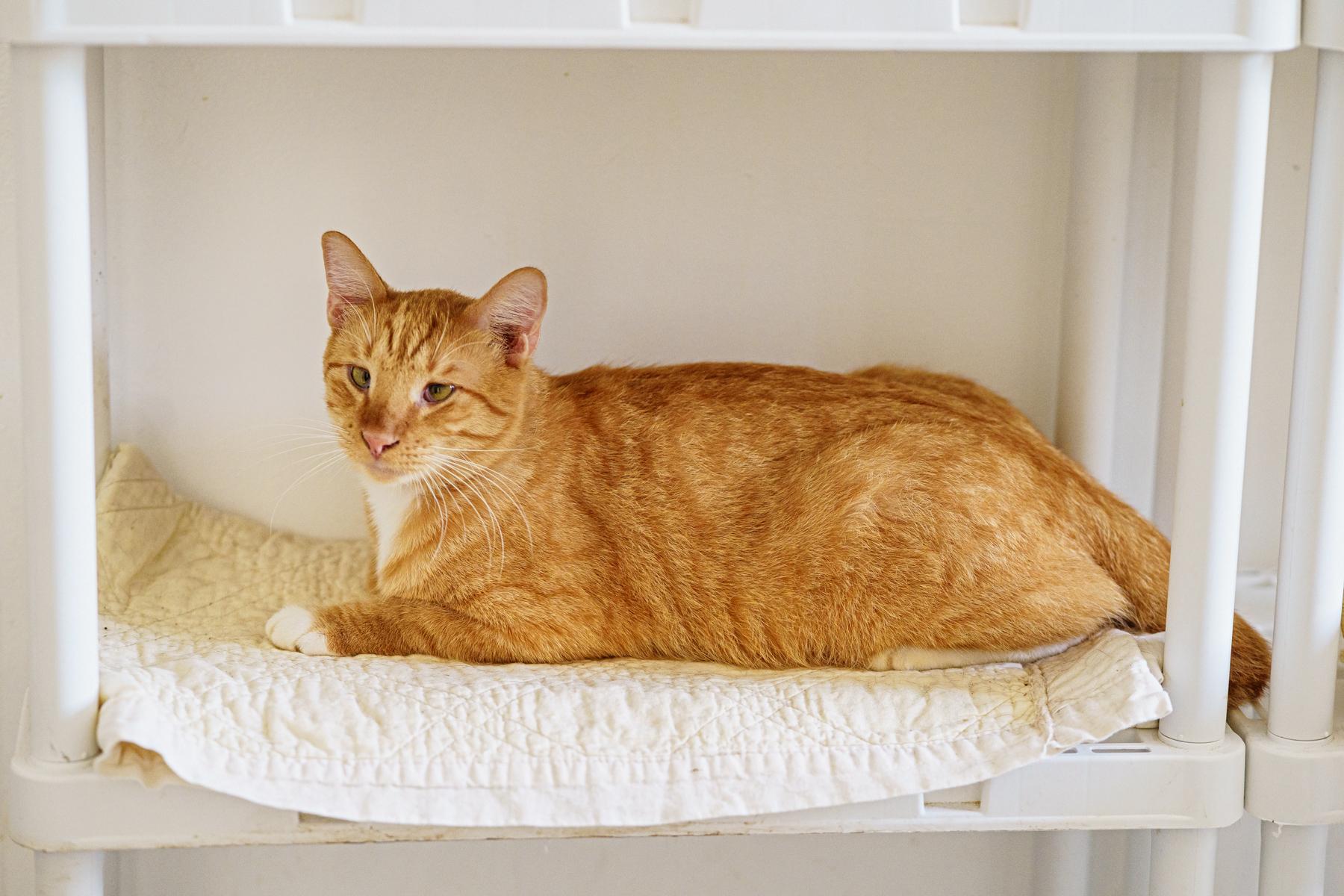 Short Rib, Adoptable, Adult Male Tabby & Siamese.