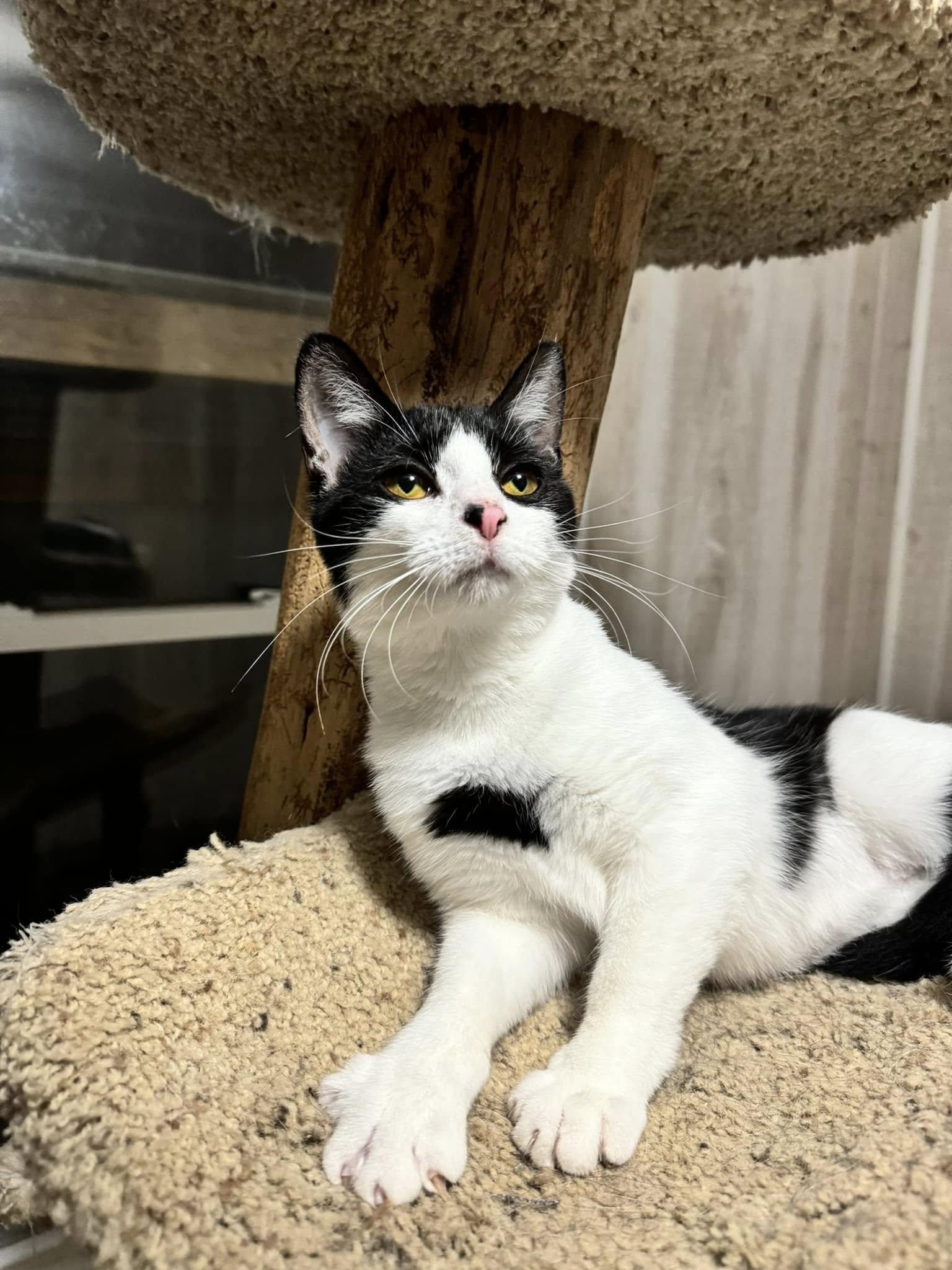 Dove - At Adoption Center, a Adoptable Domestic Short Hair in Oak Forest, IL image 2/6