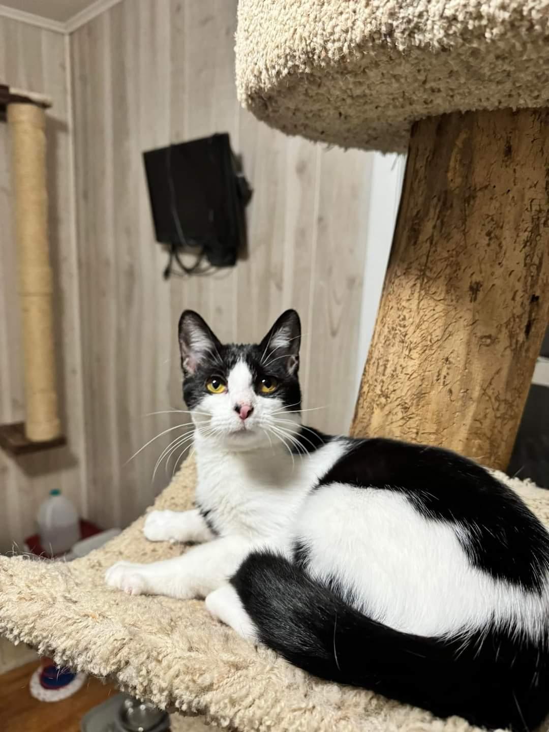 Dove - At Adoption Center, a Adoptable Domestic Short Hair in Oak Forest, IL image 1/6