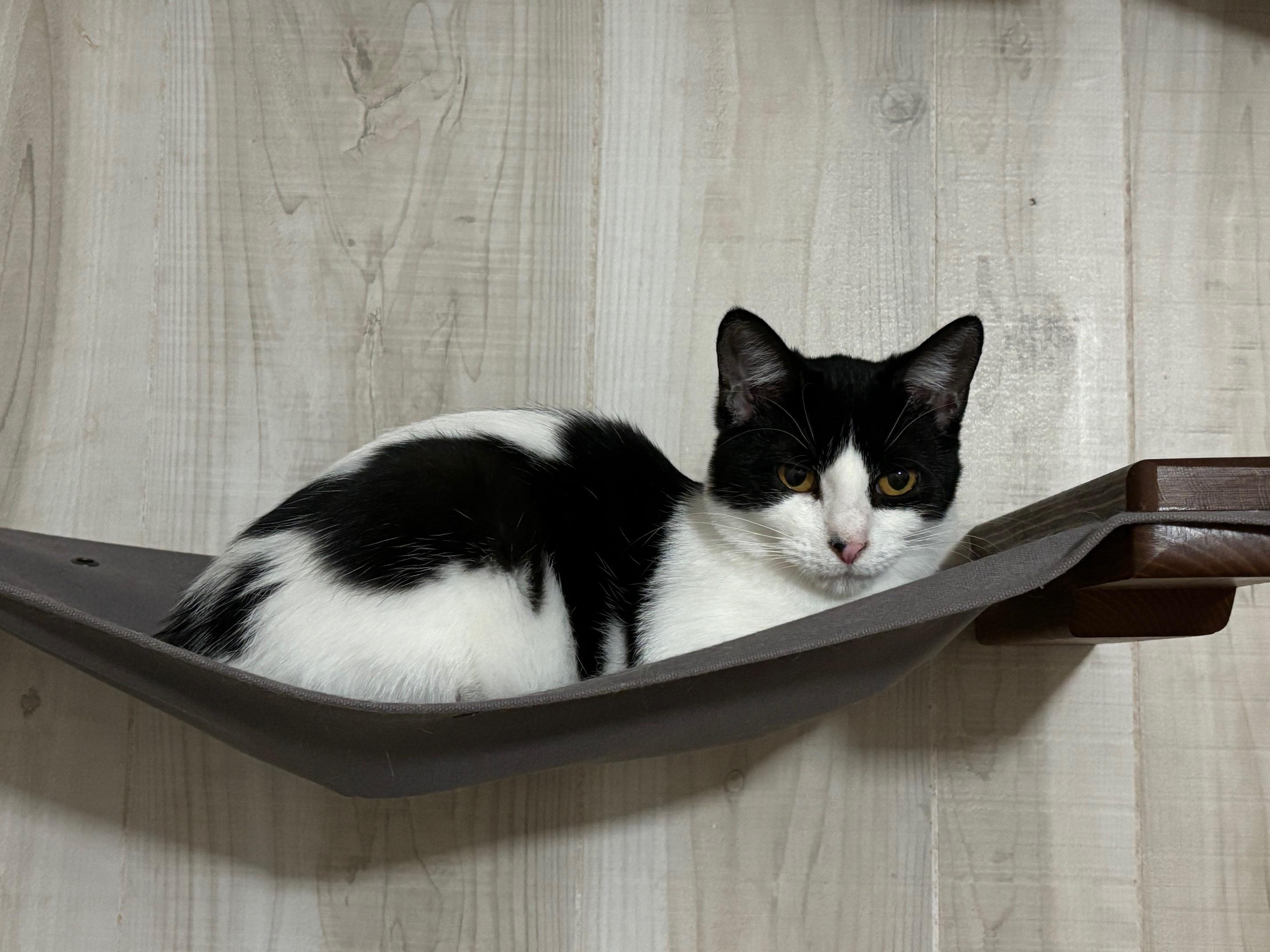 Dove - At Adoption Center, Adoptable, Young Female Domestic Short Hair.