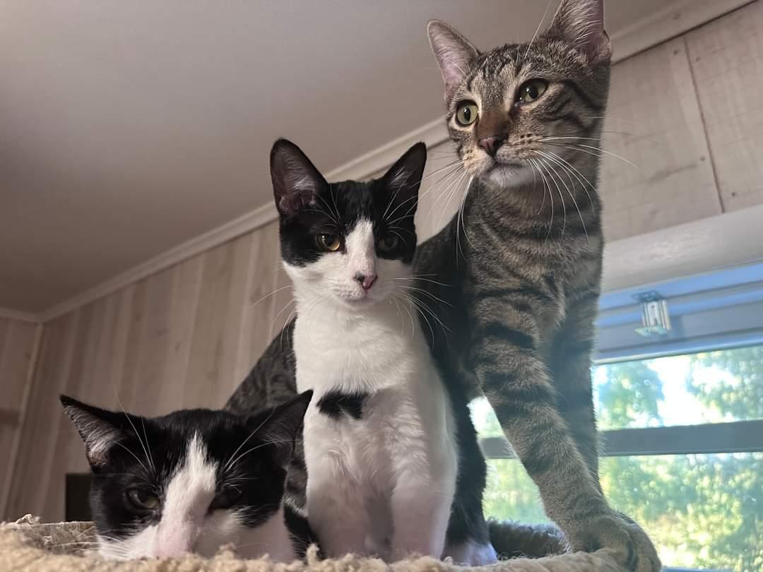 Dove - At Adoption Center, a Adoptable Domestic Short Hair in Oak Forest, IL image 4/6