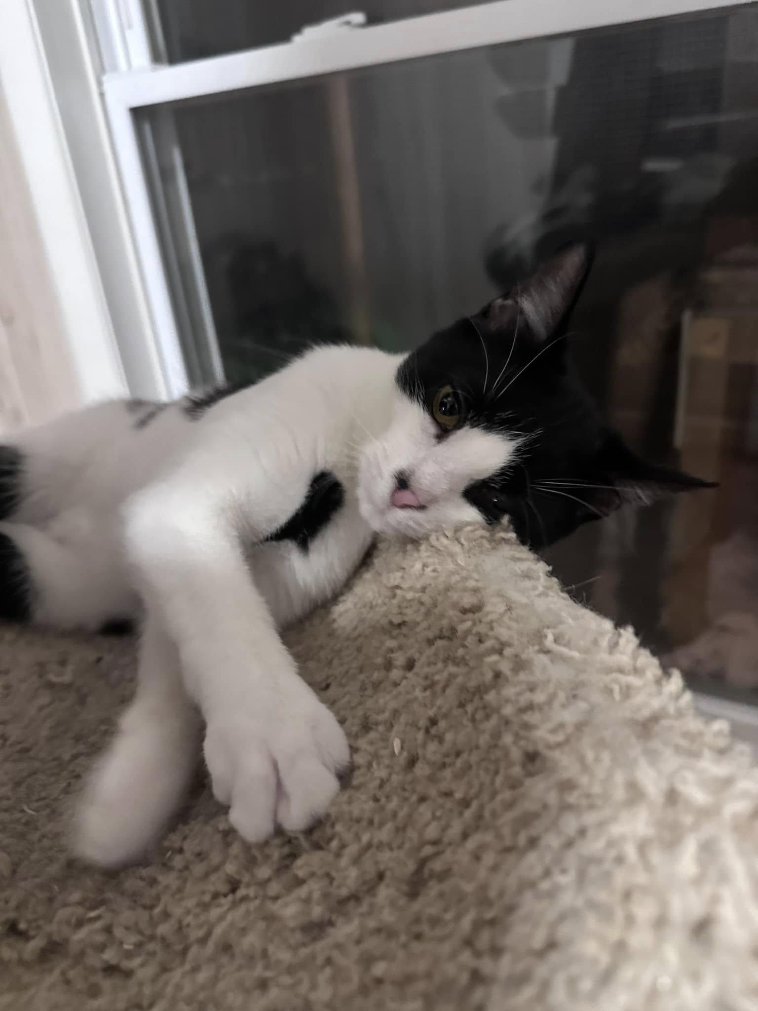 Dove - At Adoption Center, a Adoptable Domestic Short Hair in Oak Forest, IL image 5/6