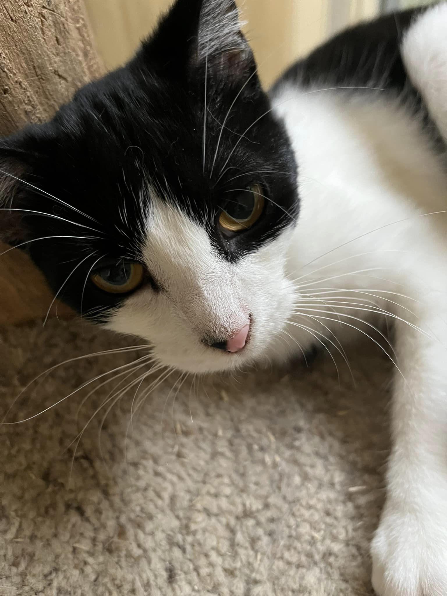 Dove - At Adoption Center, a Adoptable Domestic Short Hair in Oak Forest, IL image 6/6