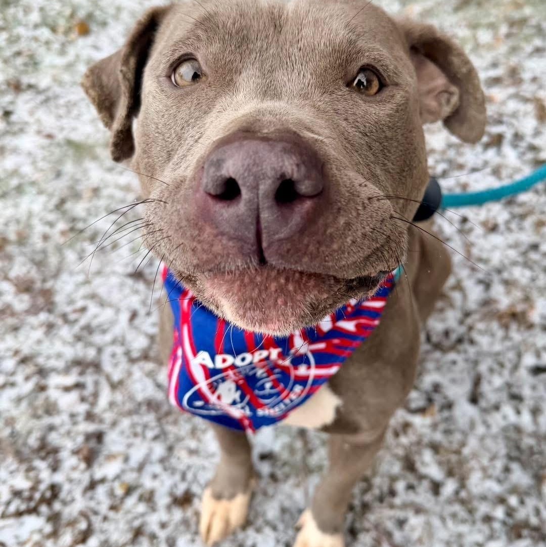 Nancy, a ADOPTABLE Pit Bull Terrier in Buffalo, NY image 2/3
