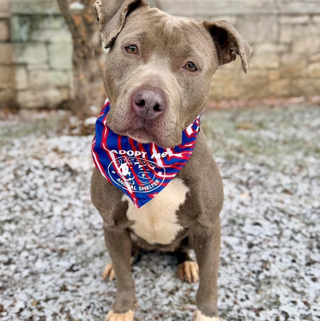 Nancy, a ADOPTABLE Pit Bull Terrier in Buffalo, NY image 1/3