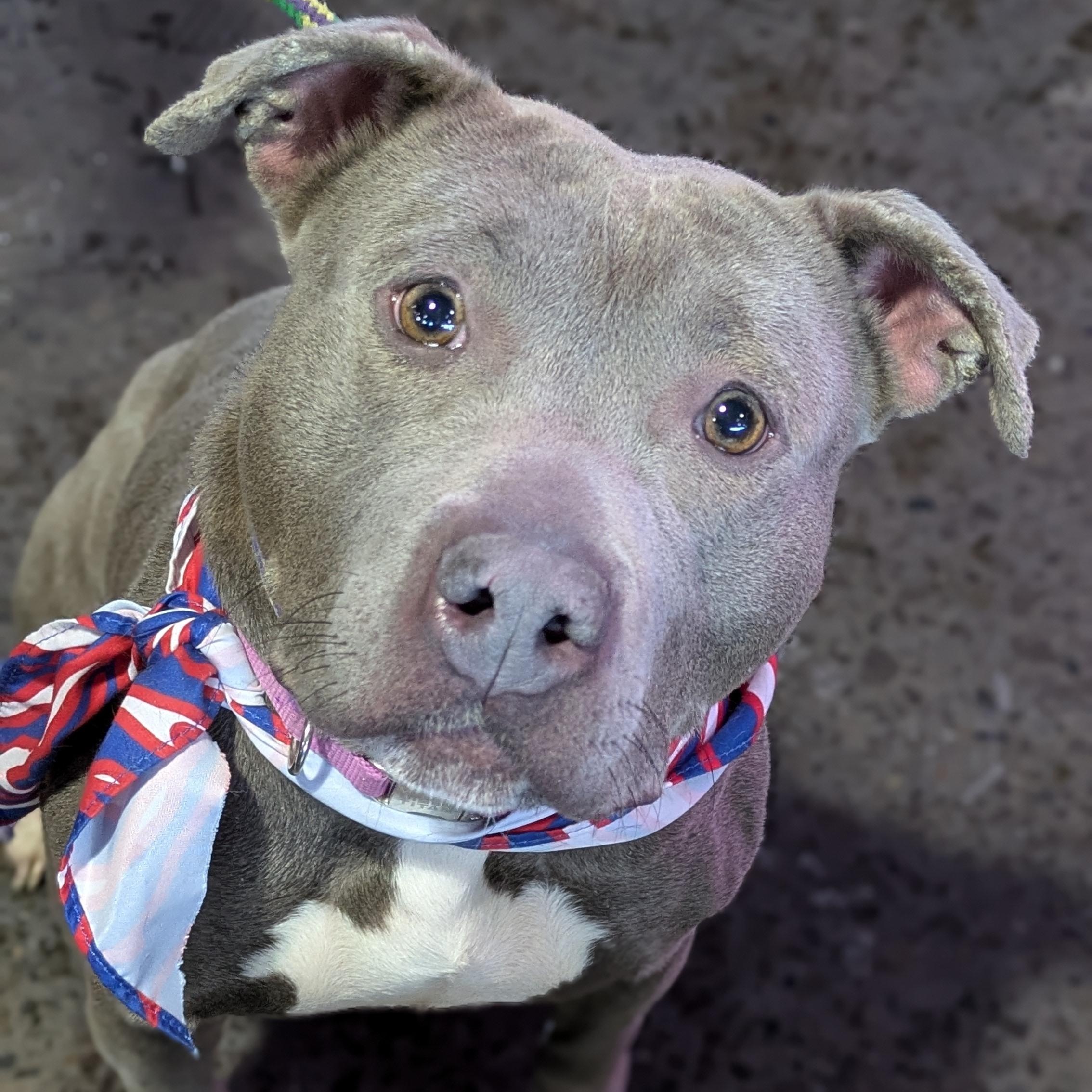 Enlarge Nancy, an adopted Pit Bull Terrier in Buffalo, NY image 1/6