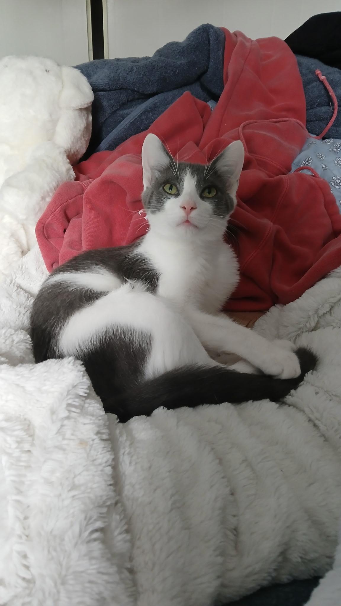 Oliver photo