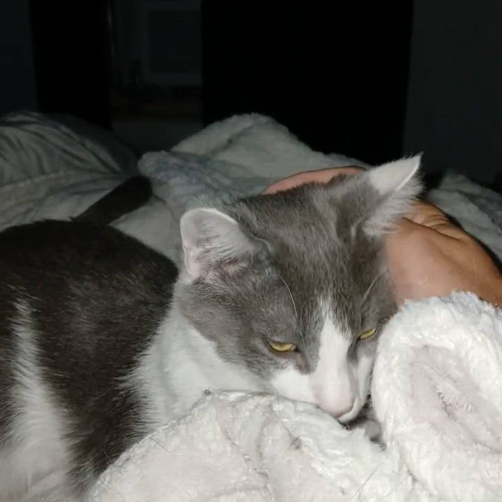 Enlarge Oliver, a Adoptable Domestic Short Hair in Novi, MI video 6/6