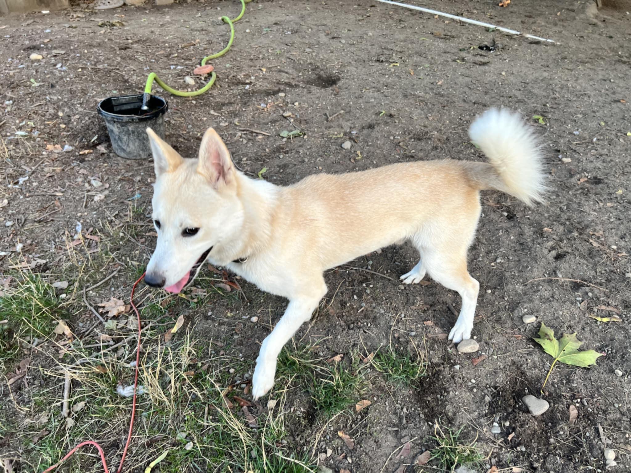 Louie, Adoptable, Adult Male Shiba Inu.