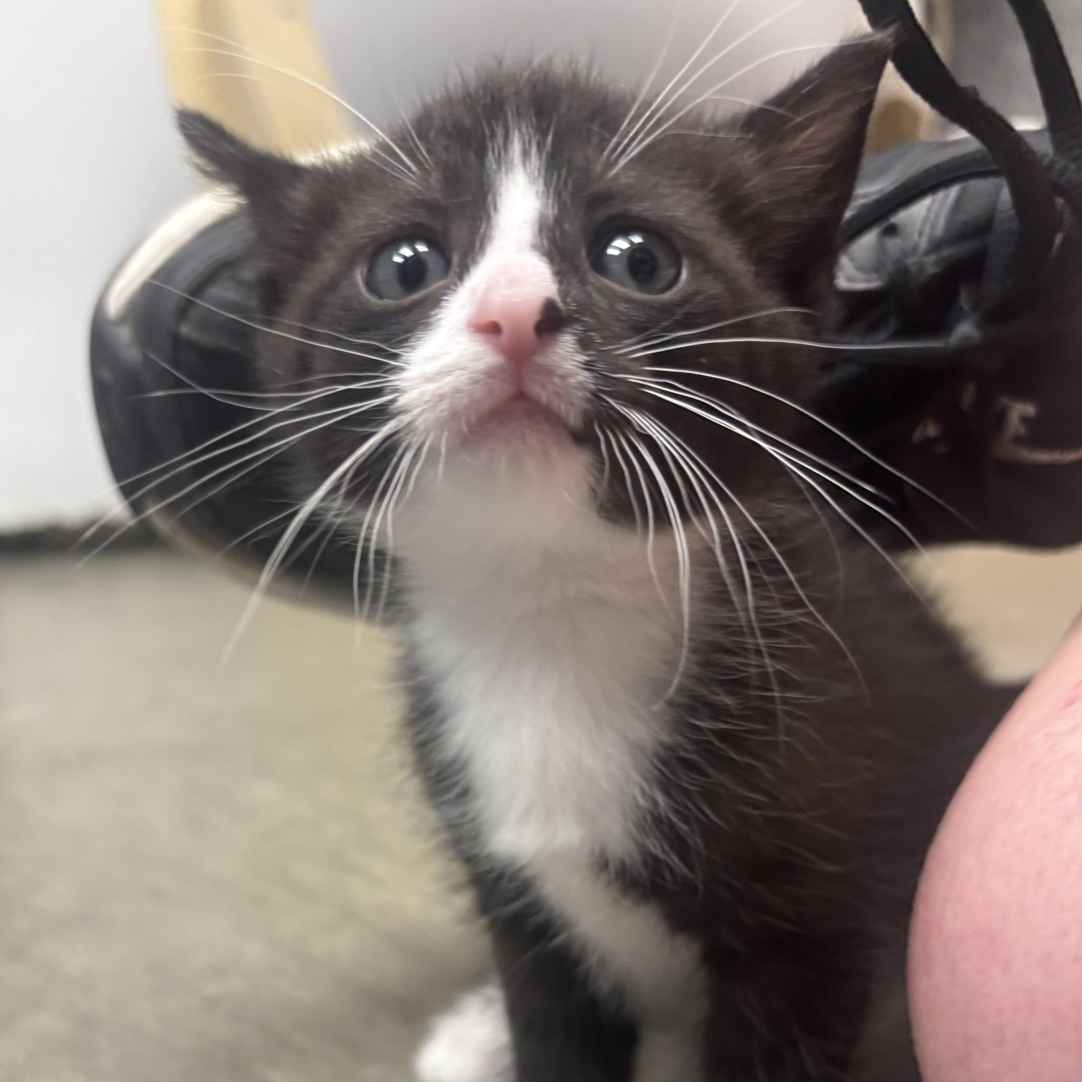 Enlarge Nadia, a ADOPTABLE Domestic Short Hair in Waynesburg, PA image 2/4