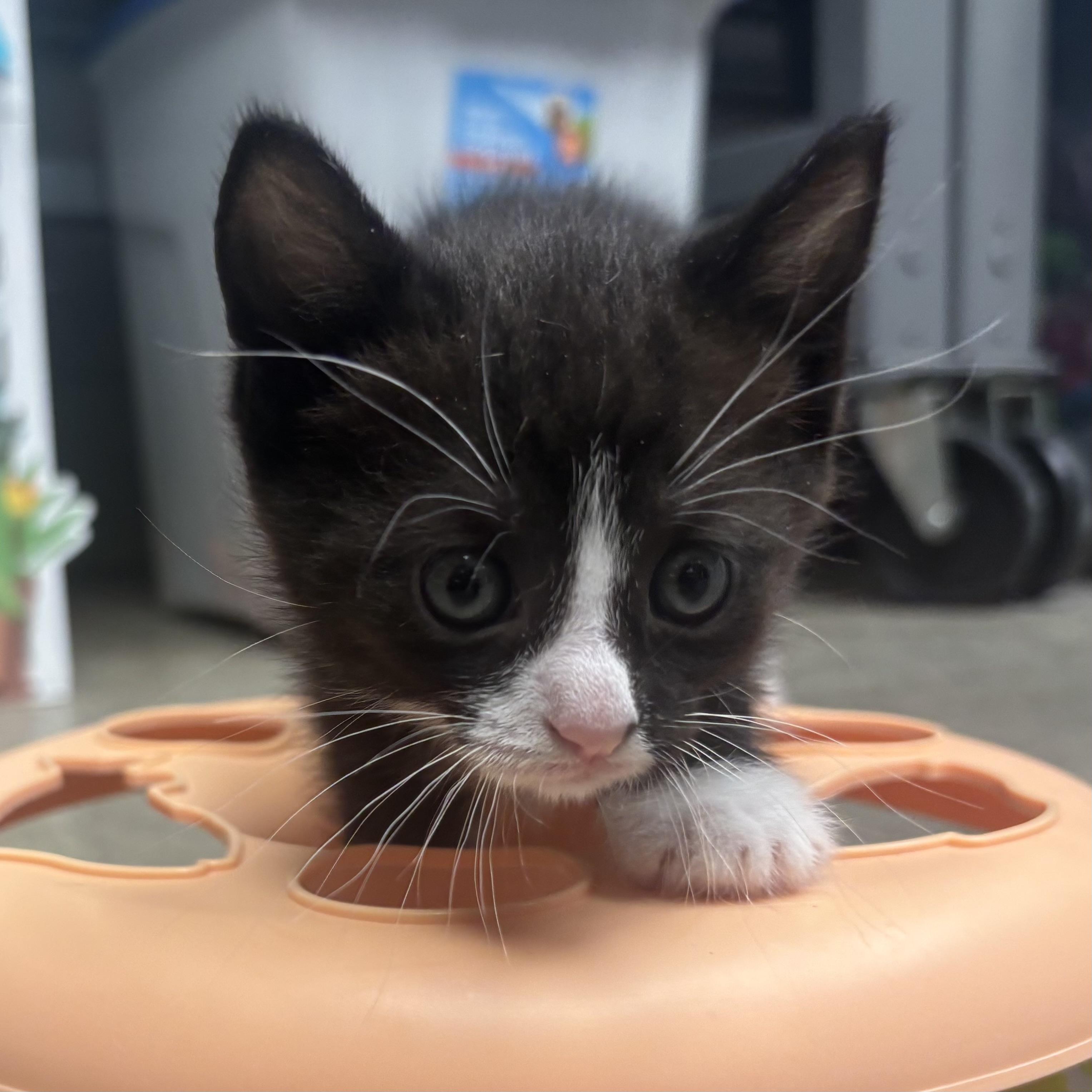 Enlarge Nadia, a ADOPTABLE Domestic Short Hair in Waynesburg, PA image 3/4