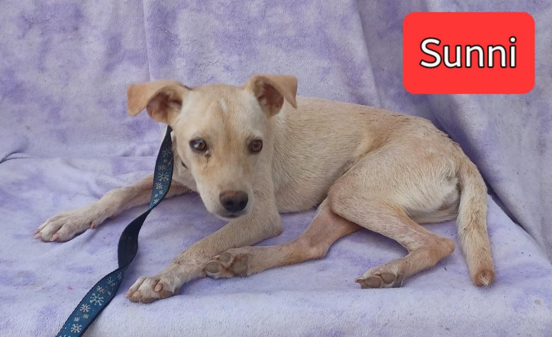 Sunni, Adoptable, Young Female Yellow Labrador Retriever.
