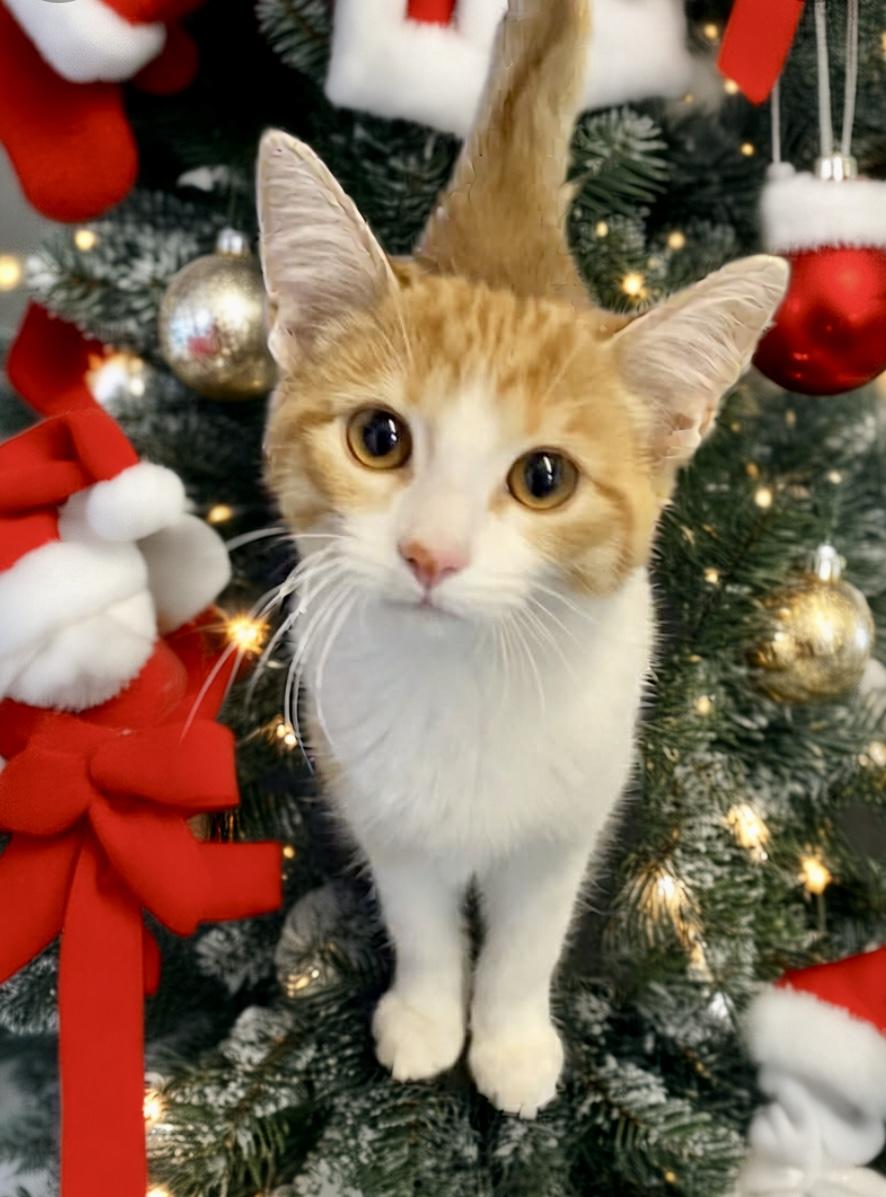 Enlarge Huckleberry Pie, a Adoptable Domestic Short Hair in Cincinnati, OH image 2/2