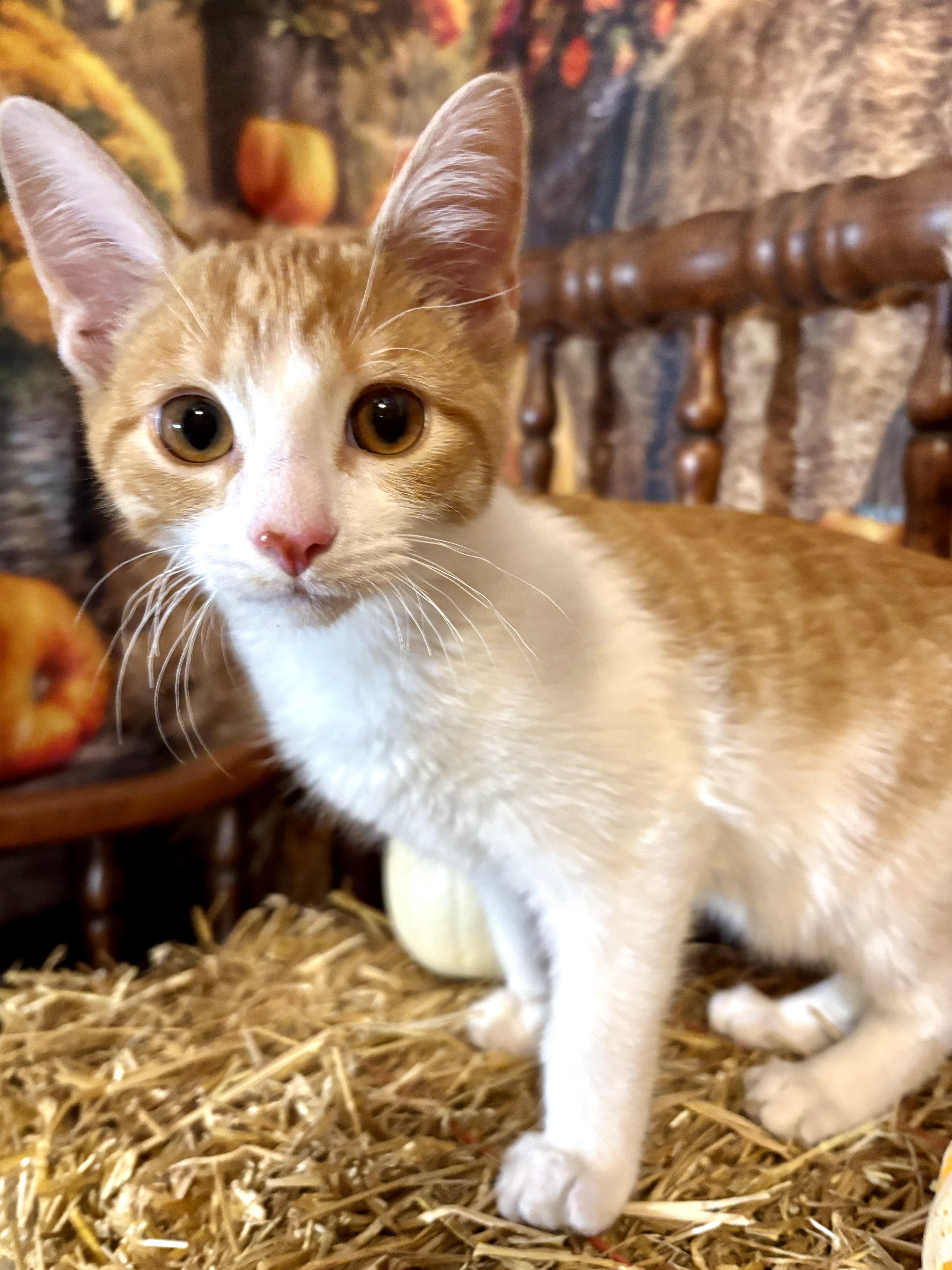 Huckleberry Pie, Adoptable, Kitten Male Domestic Short Hair.