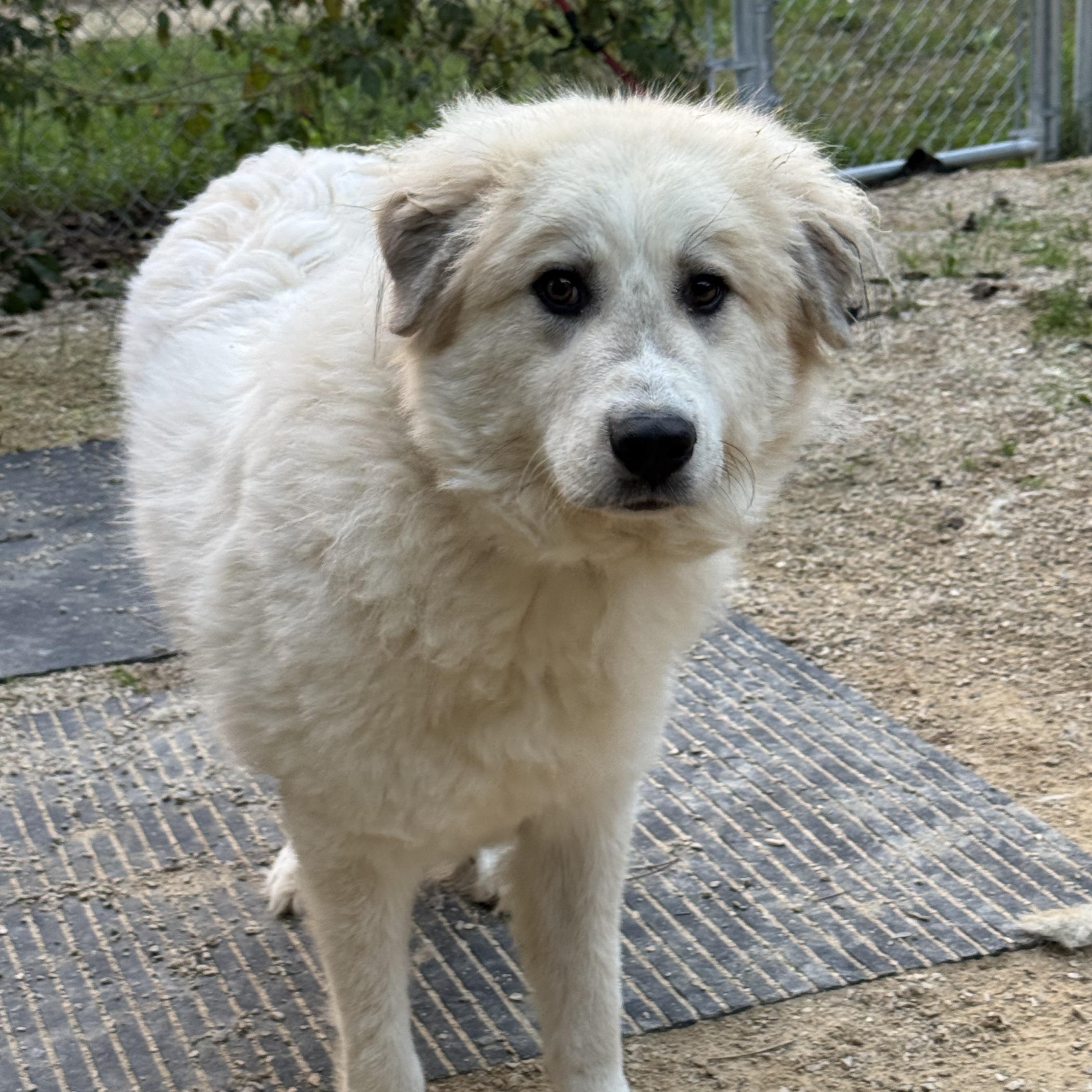 Lil B, Adoptable, Young Male Great Pyrenees.