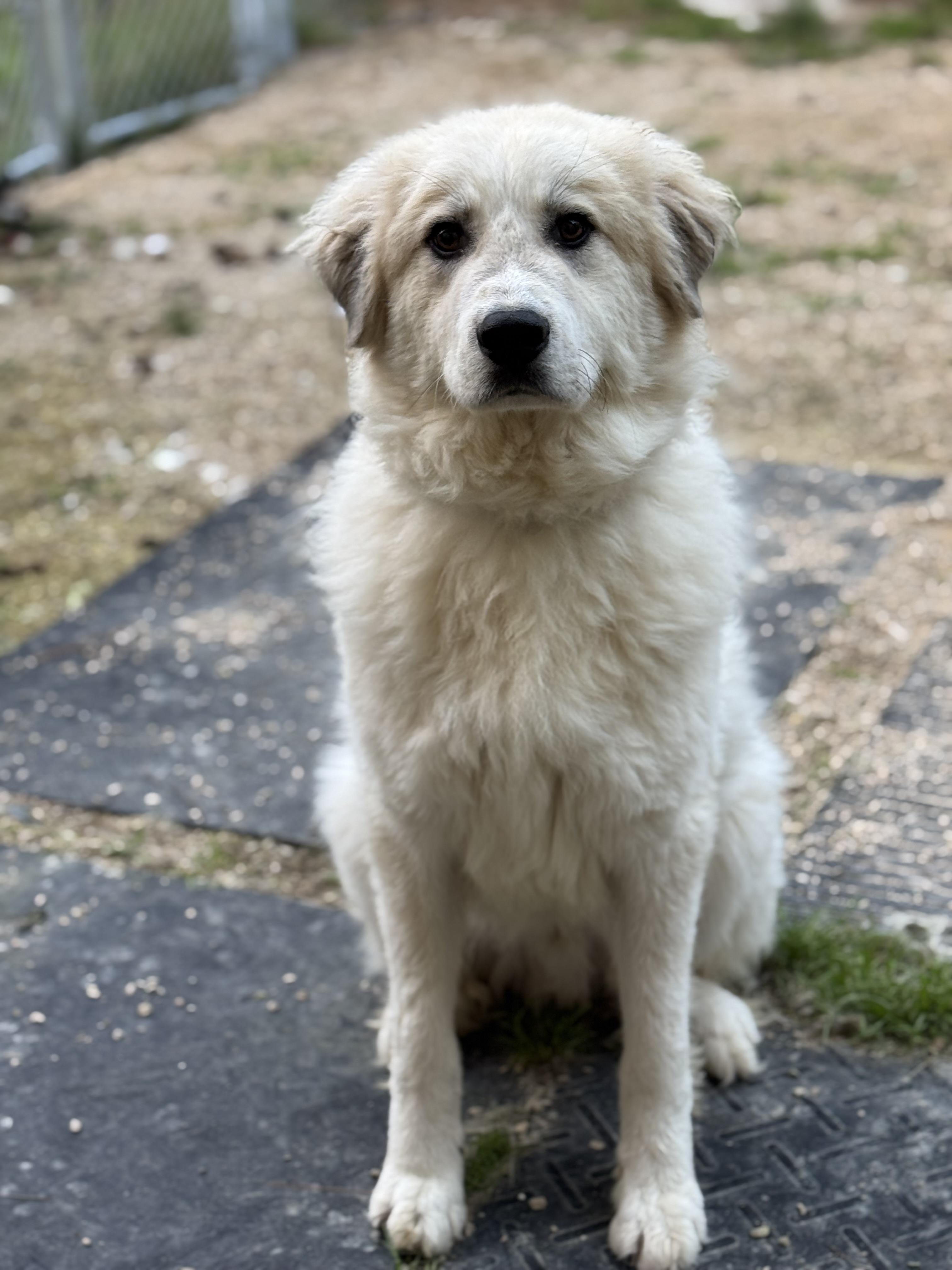 Enlarge Lil B, a Adoptable Great Pyrenees in Neshkoro, WI image 2/3