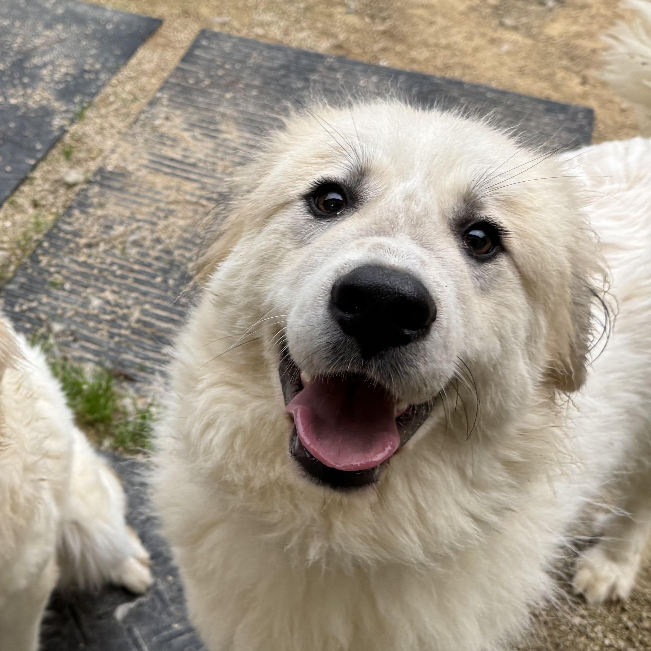 Enlarge Lil B, a Adoptable Great Pyrenees in Neshkoro, WI image 3/3