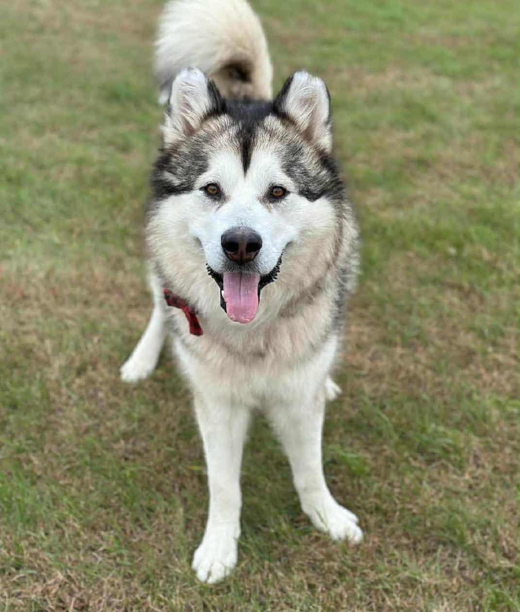 Polar Vortex, Adoptable, Adult Male Alaskan Malamute.