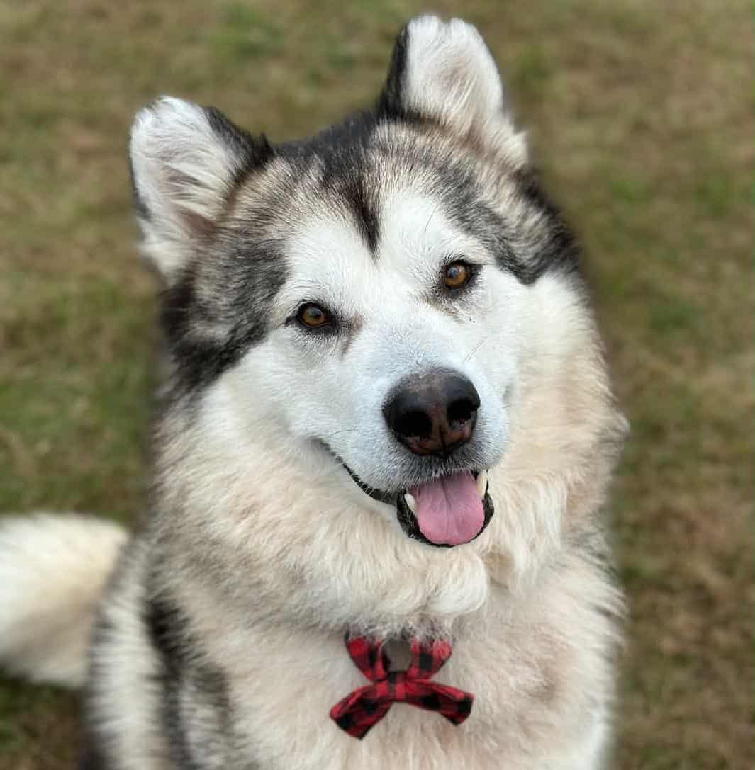 Polar Vortex, a Adoptable Alaskan Malamute in Brooklyn Center, MN image 2/3