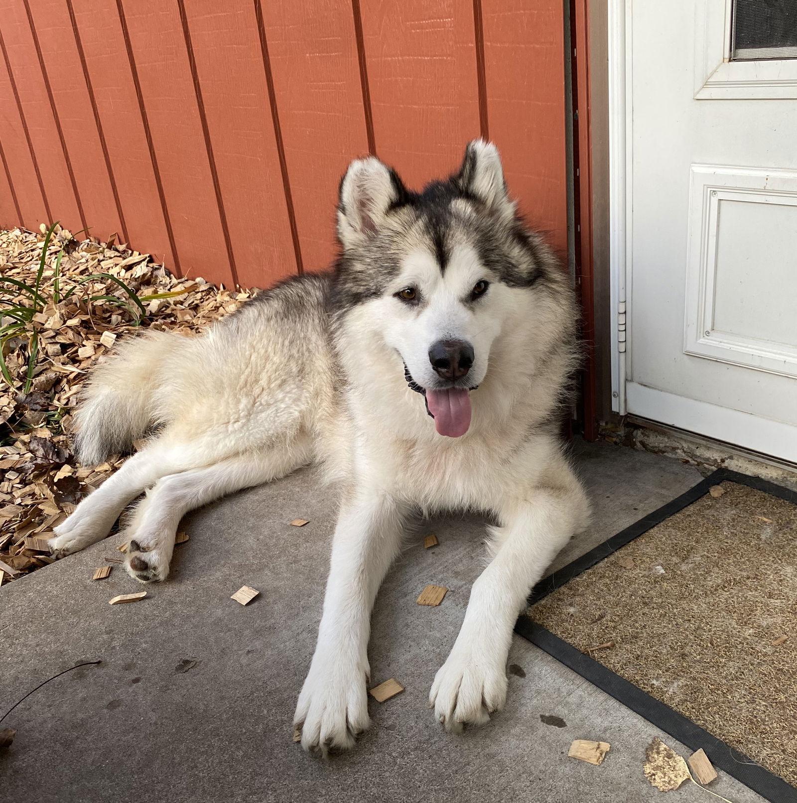 Polar Vortex, a Adoptable Alaskan Malamute in Brooklyn Center, MN image 3/3