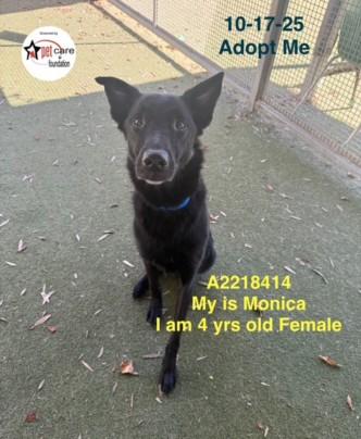 MONICA, Adoptable, Adult Female German Shepherd Dog & Mixed Breed.
