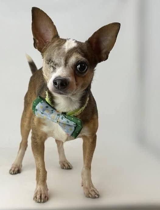Muggs, adoptable, Adult Male Chihuahua & Mixed Breed.