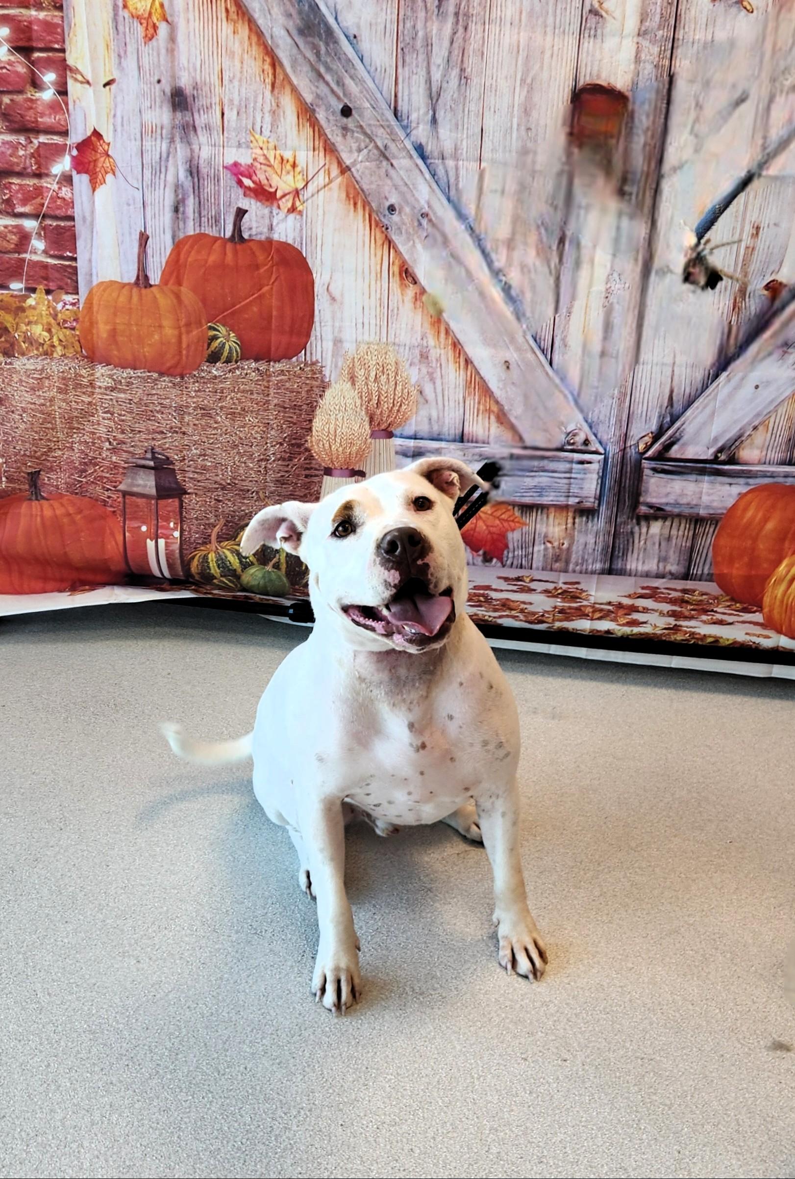 Enlarge Blade, a Adoptable Pit Bull Terrier in Denver, NC image 2/6