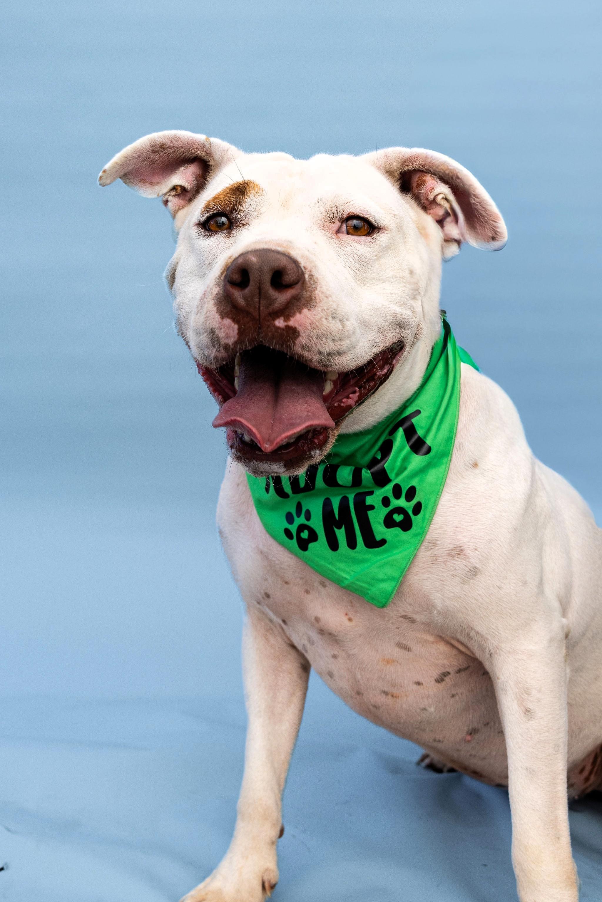 Enlarge Blade, a Adoptable Pit Bull Terrier in Denver, NC image 3/6