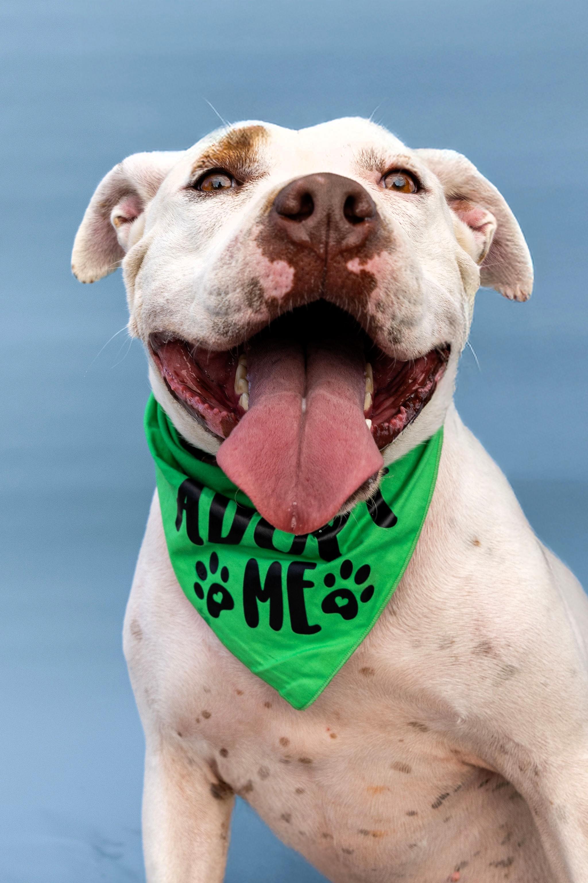 Blade, Adoptable, Young Male Pit Bull Terrier.