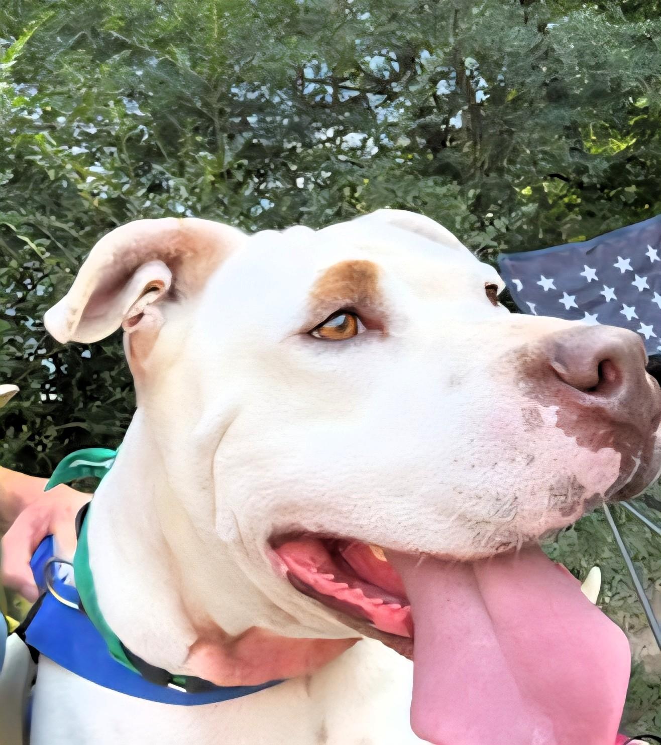 Enlarge Blade, a Adoptable Pit Bull Terrier in Denver, NC image 4/6