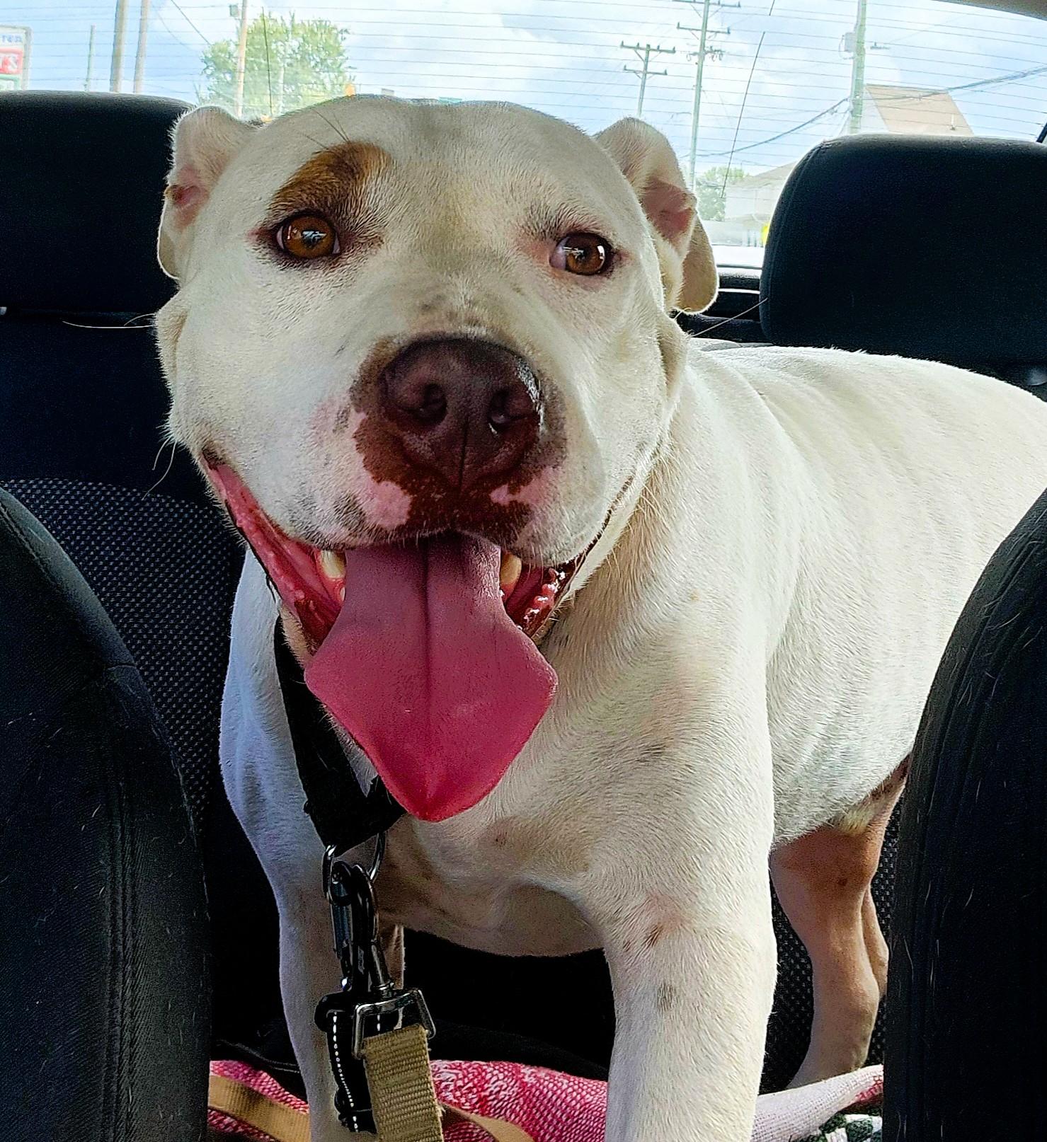 Enlarge Blade, a Adoptable Pit Bull Terrier in Denver, NC image 5/6