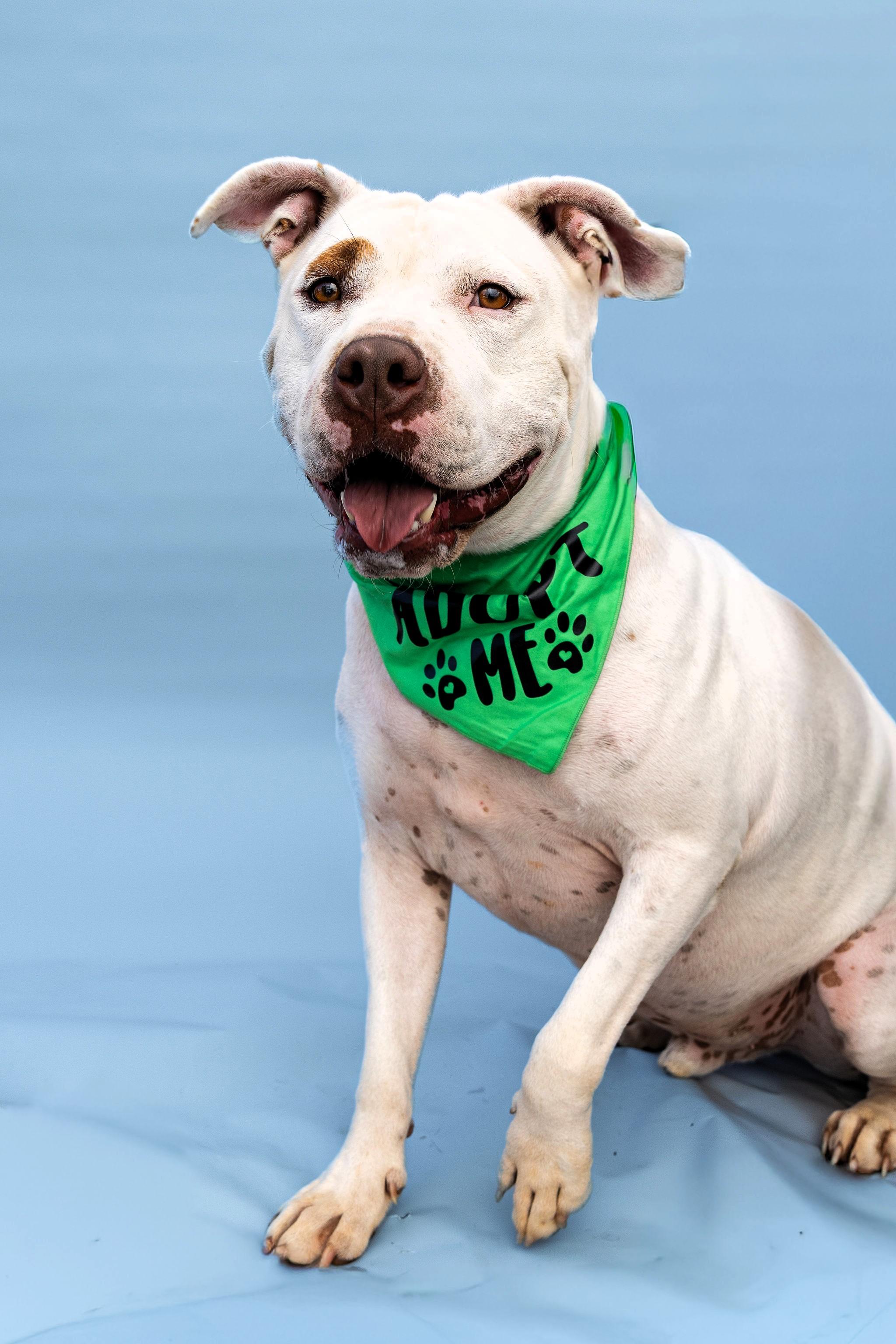 Enlarge Blade, a Adoptable Pit Bull Terrier in Denver, NC image 6/6